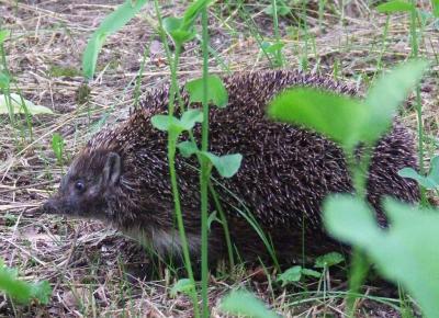 Прикрепленное изображение: 001.jpg